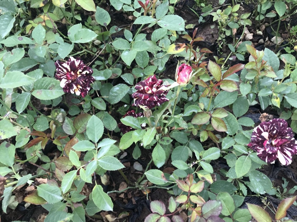 沭陽歐月基地照片