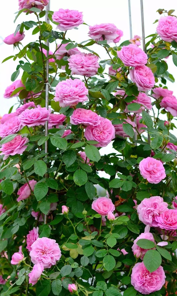 沭陽(yáng)歐月基地