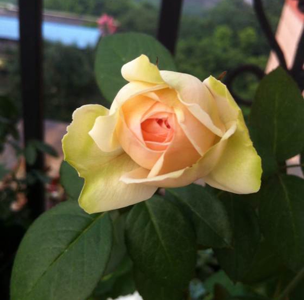 沭陽(yáng)歐月基地