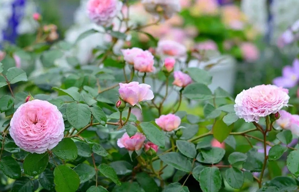 沭陽(yáng)歐月基地