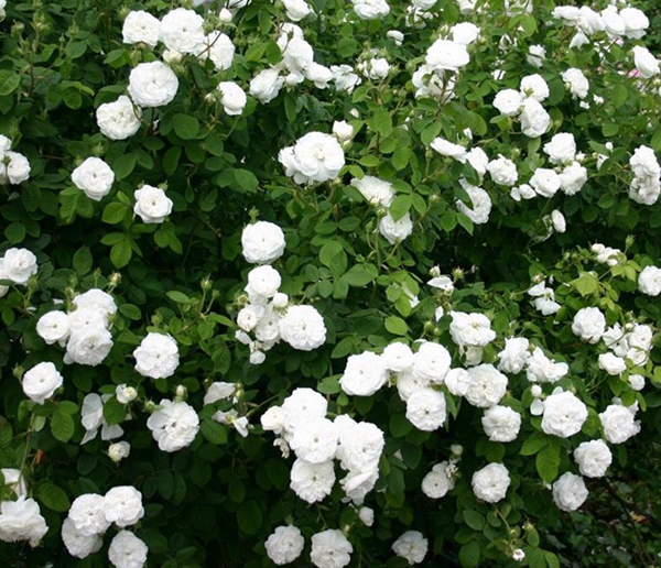 沭陽(yáng)歐月基地