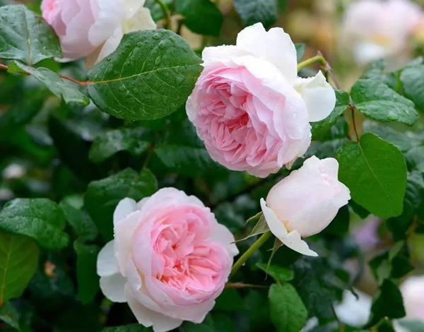 沭陽(yáng)歐月基地