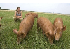 養(yǎng)殖牧草實景圖