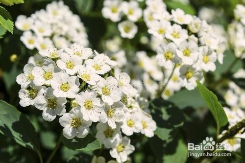 繡線菊怎么養護最合適呢？