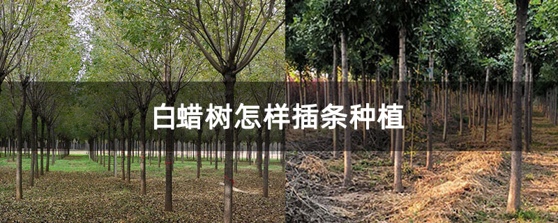白蠟樹怎樣插條種植