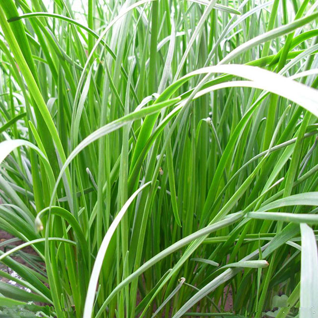 南方養牛用什么草種最好?養牛牧草品種及圖片