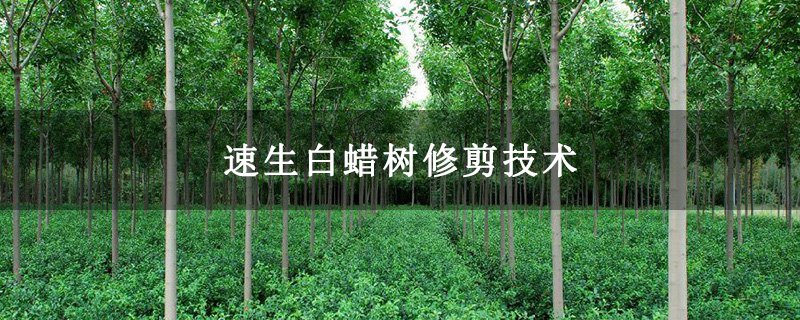 速生白蠟樹修剪技術