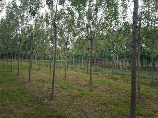 沭陽長(zhǎng)景園林速生白蠟種植基地實(shí)拍圖片