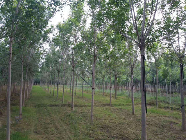 沭陽長(zhǎng)景園林速生白蠟種植基地實(shí)拍圖片