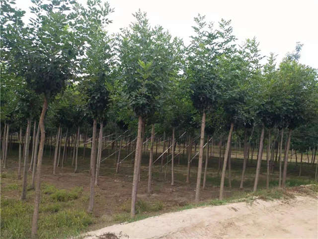 沭陽長(zhǎng)景園林速生白蠟種植基地實(shí)拍圖片