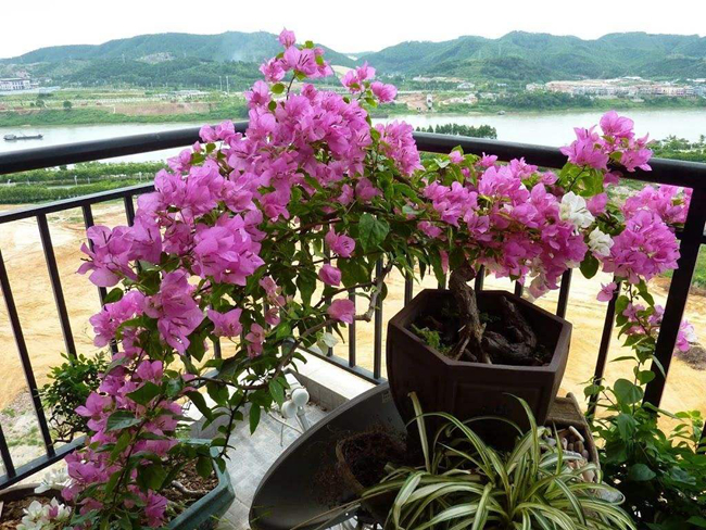 室內(nèi)三角梅不開花解決方法.jpg