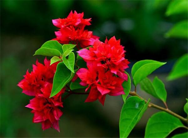重瓣紅三角梅
