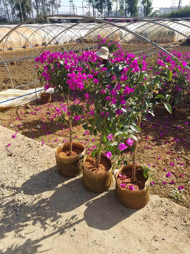 三角梅苗價格多少錢一棵，什么品種三角梅爬藤