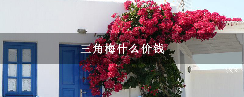 三角梅什么價(jià)錢