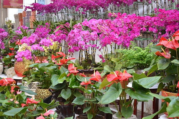 秋季花卉市場3.jpg