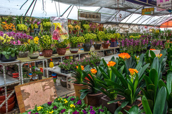 秋季花卉市場.jpg