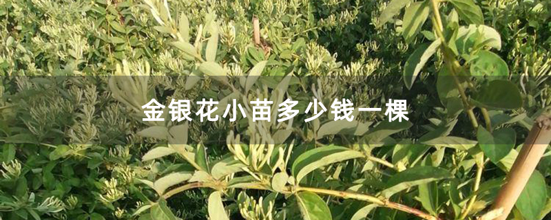 金銀花小苗多少錢一棵