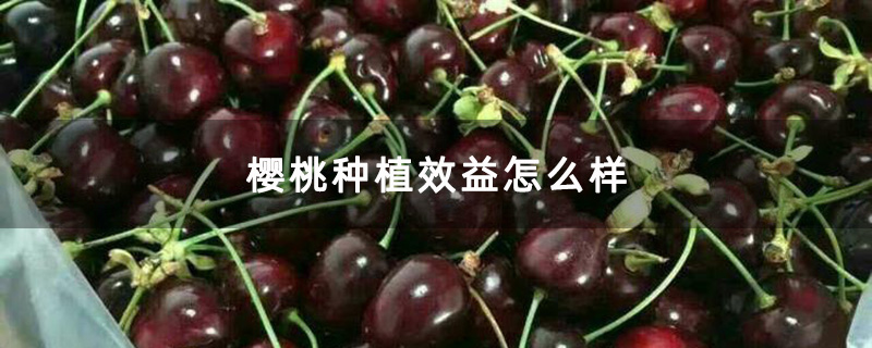 櫻桃