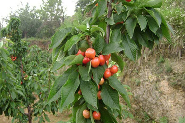 櫻桃樹2.jpg