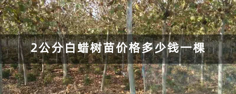 2公分白蠟樹苗價(jià)格多少錢一棵