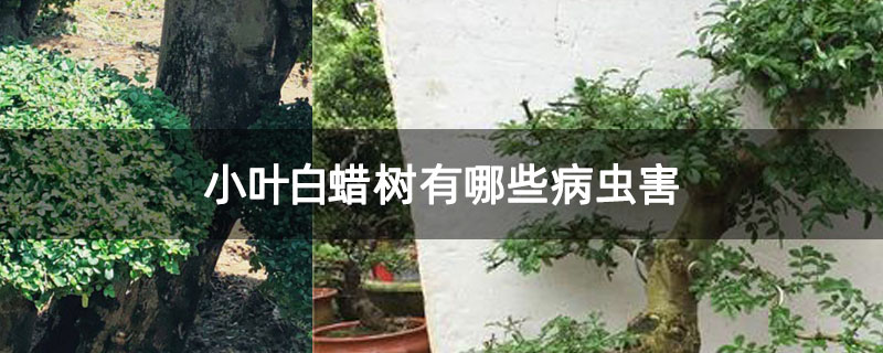 小葉白蠟樹有哪些病蟲害 小葉白蠟樹有哪些病蟲害