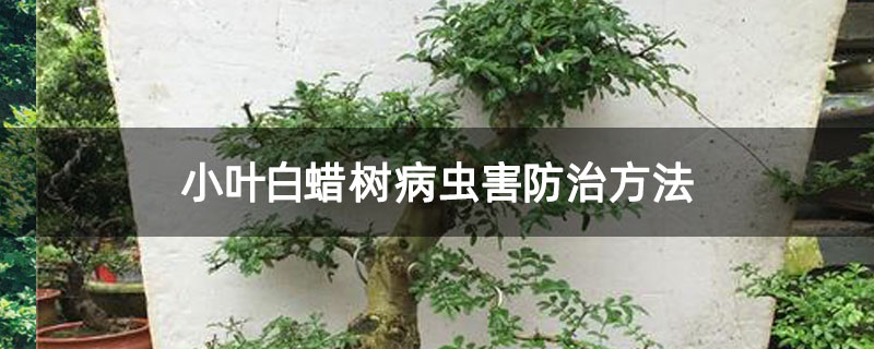 小葉白蠟樹病蟲害防治方法