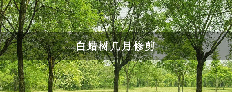 白蠟樹幾月修剪