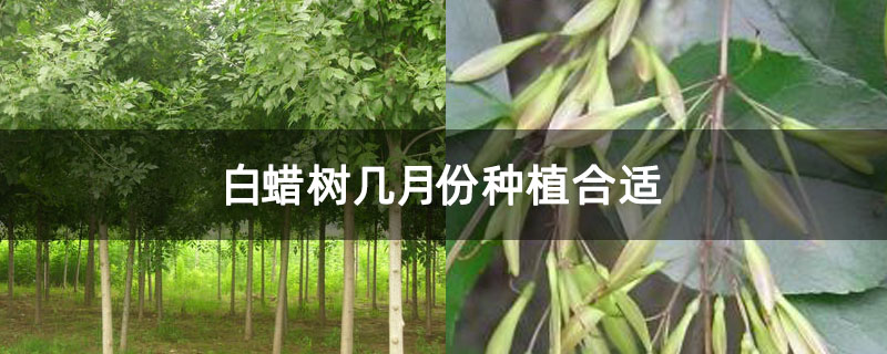 白蠟樹幾月份種植合適