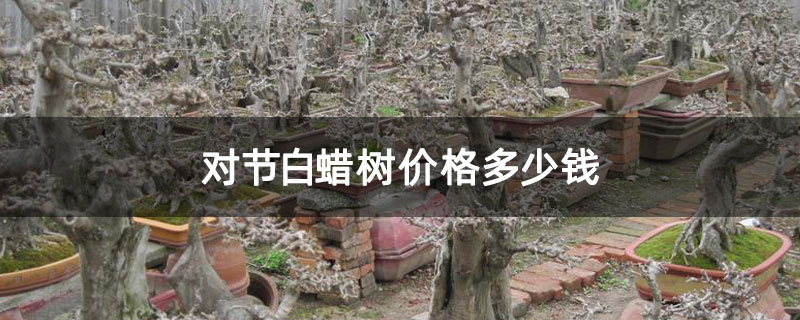 對節(jié)白蠟樹價格多少錢