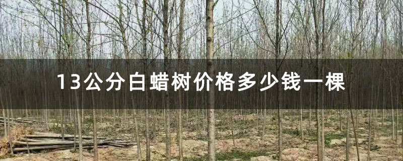 13公分白蠟樹價格多少錢一棵 13公分白蠟樹價格多少錢一棵