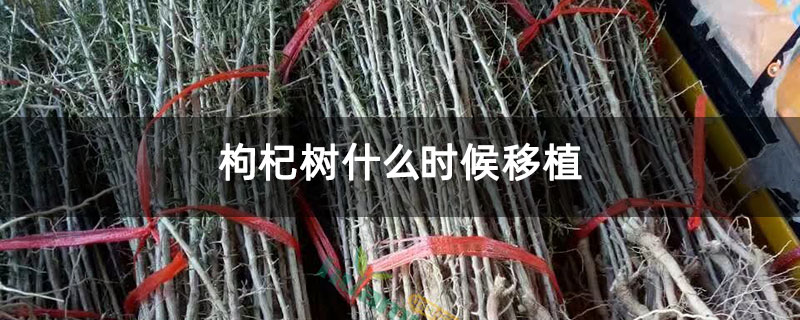 枸杞樹(shù)什么時(shí)候移植
