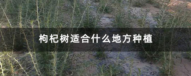 枸杞樹適合什么地方種植