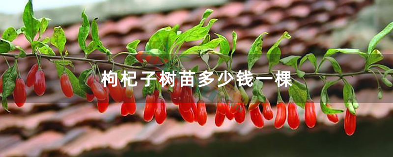 枸杞子樹苗多少錢一棵 枸杞子樹苗多少錢一棵
