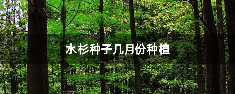 水杉種子幾月份種植