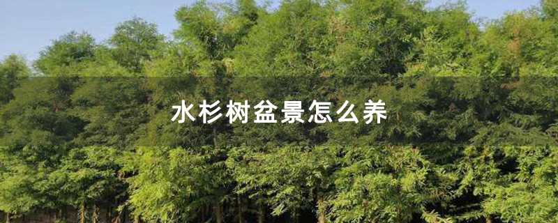 水杉樹(shù)盆景怎么養(yǎng)
