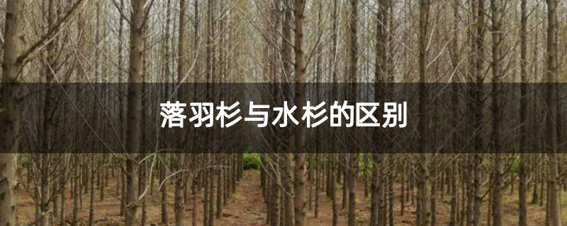 落羽杉與水杉的區(qū)別 落羽杉與水杉的區(qū)別