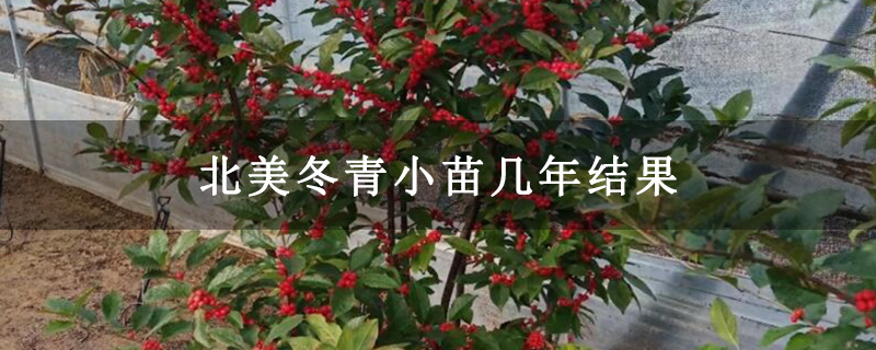 北美冬青小苗幾年結果