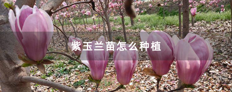 米徑10公分以上的紫玉蘭苗