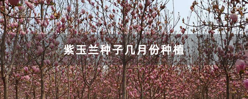 紫玉蘭苗木基地實拍圖