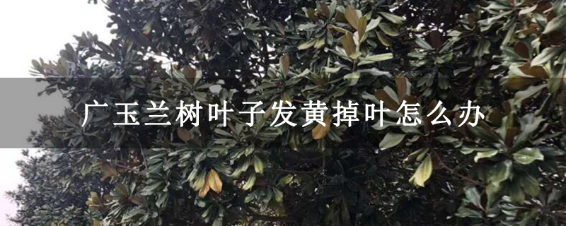 廣玉蘭樹葉子發黃掉葉怎么辦