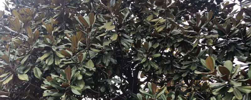 9公分廣玉蘭價格多少錢一棵