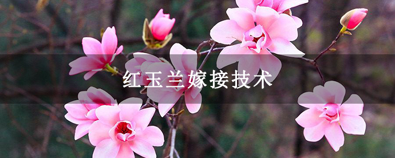 紅玉蘭嫁接技術