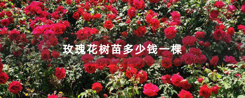 玫瑰花樹苗多少錢一棵