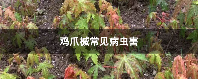 雞爪槭常見病蟲害