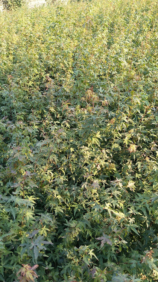 雞爪槭栽培養護要點，你都知道嗎？