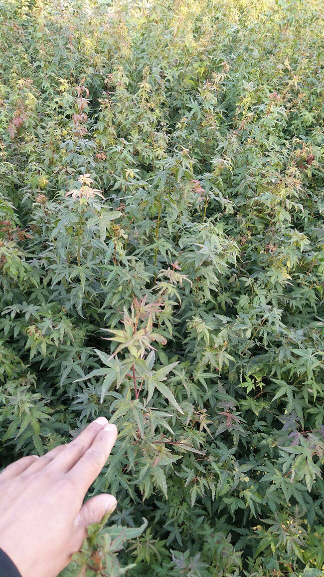 雞爪槭苗價格多少錢一棵?2020年雞爪槭最新價格