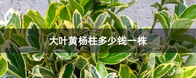 大葉黃楊柱多少錢一株
