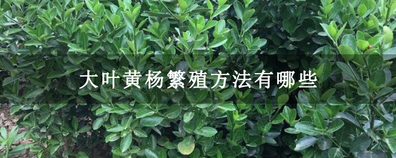 大葉黃楊繁殖方法有哪些