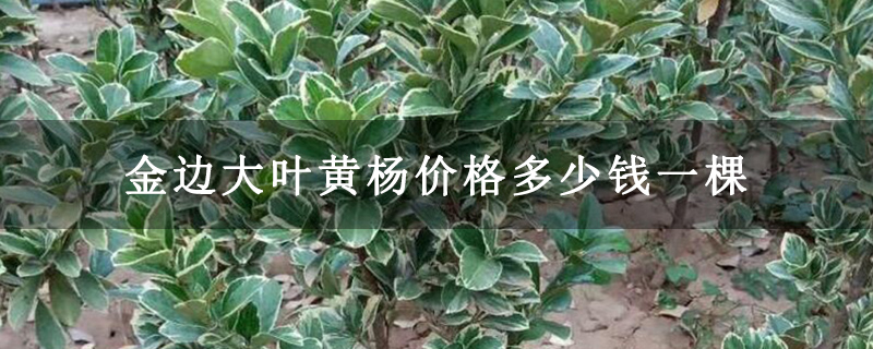 金邊大葉黃楊價格多少錢一棵