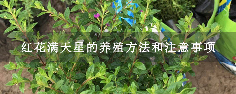 紅花滿天星的養(yǎng)殖方法和注意事項
